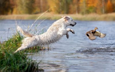 Vogelgriep en honden