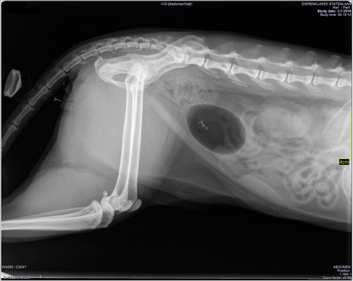 Digitale röntgen foto
