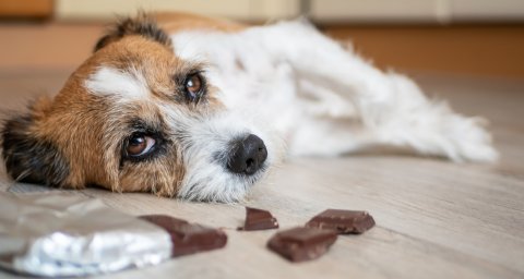Chocolade: niet voor de poes, en ook niet voor de hond