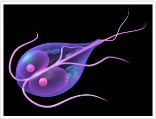 giardia kat behandelen