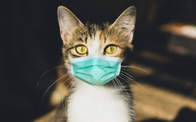 Update maatregelen bezoek dierenkliniek Statenlaan