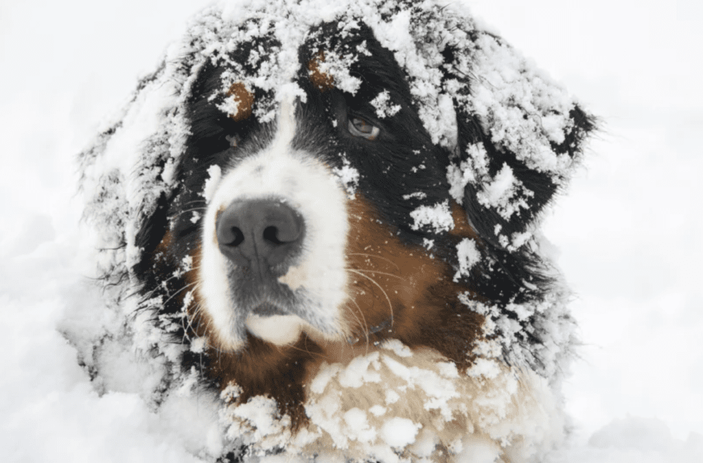 Honden in de winter