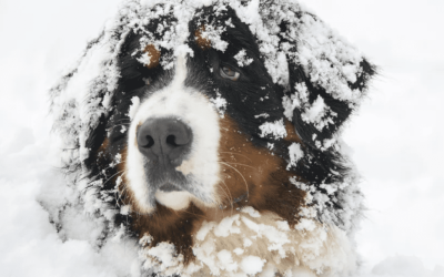 Honden in de winter