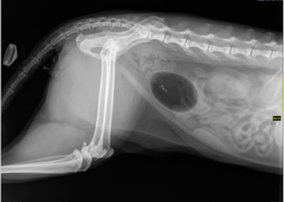 Digitale röntgen foto