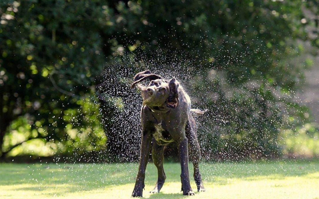 Oververhitting bij de hond.