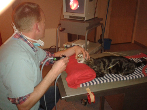 André Boersma: neusscopie bij een kat