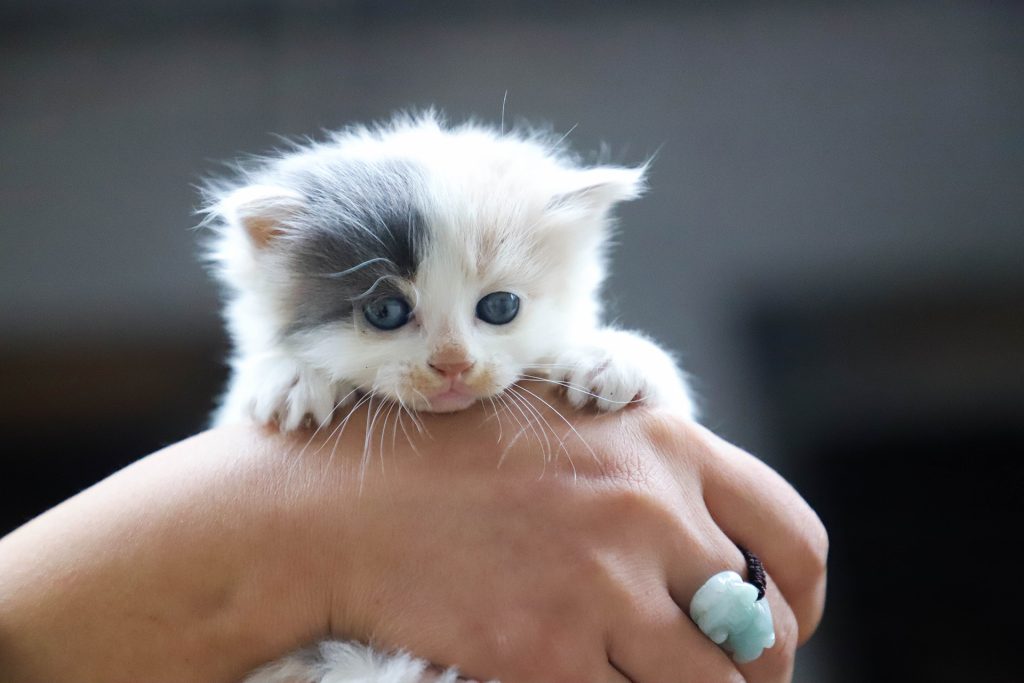 Witte kitten met grijze vlek rond oog