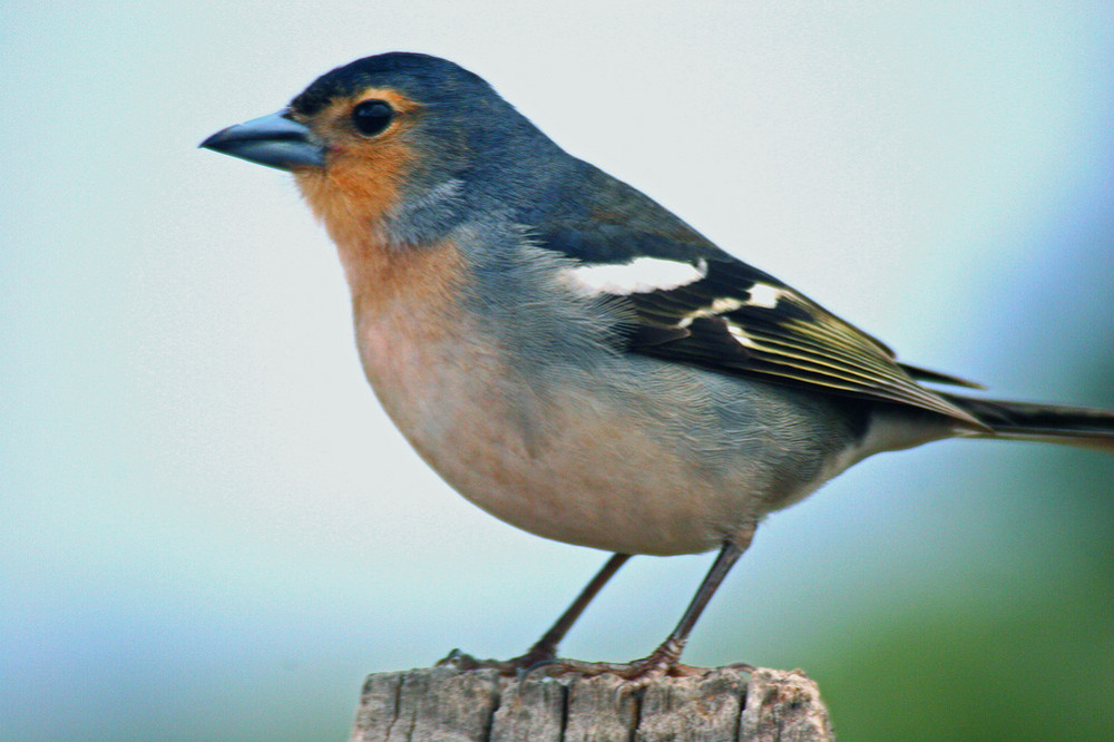 Neonicotinoïden en hun desastreuse invloed op vogels