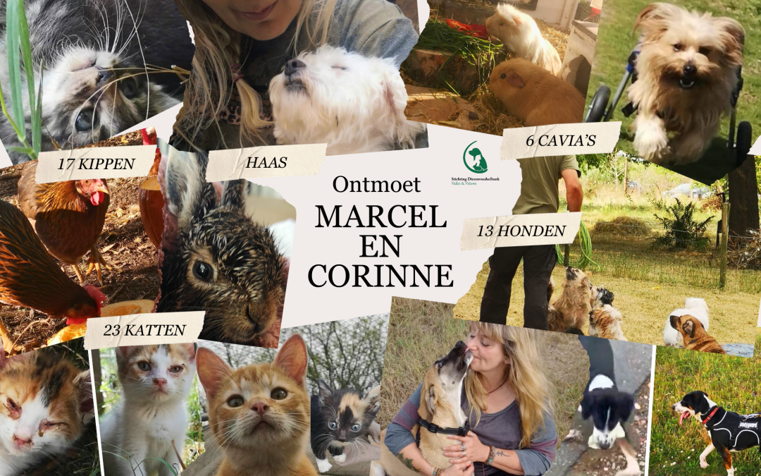 Een grenzeloze liefde voor dieren: lees het verhaal van Marcel en Corinne