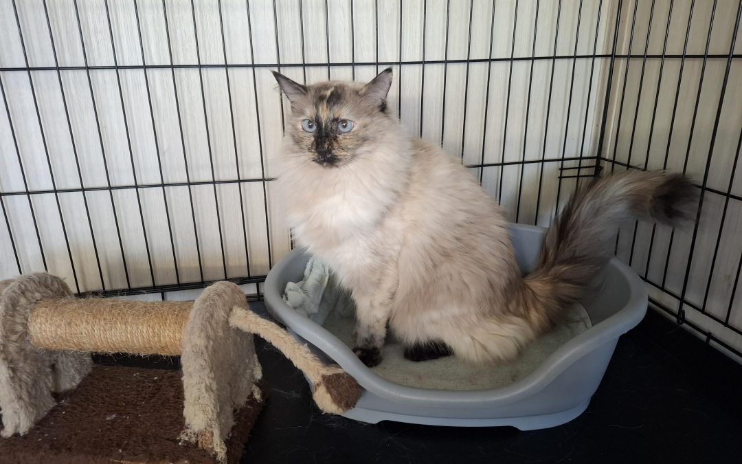 LUNA