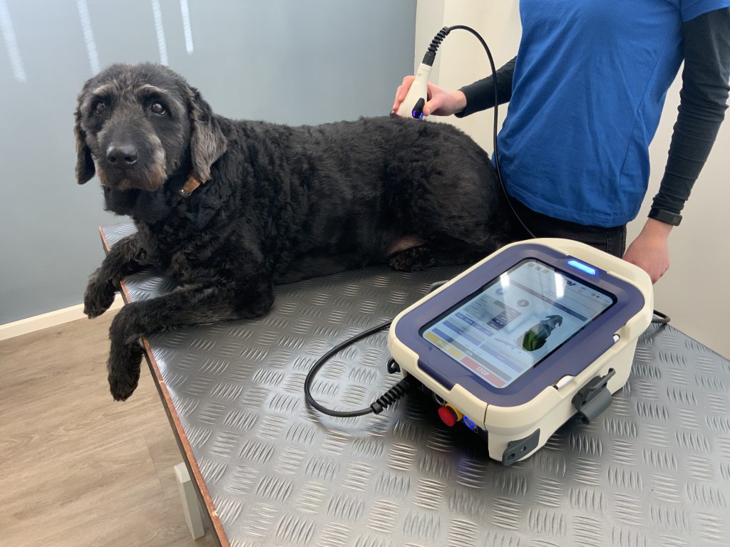 MLS Lasertherapie behandeling bij Baloo de hond