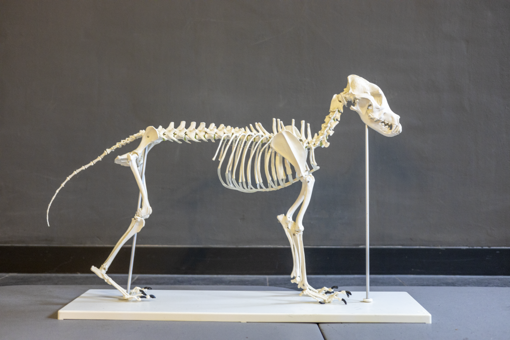 Chiropraction Dog Skeleton