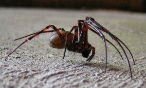 Chapel Cave Spider