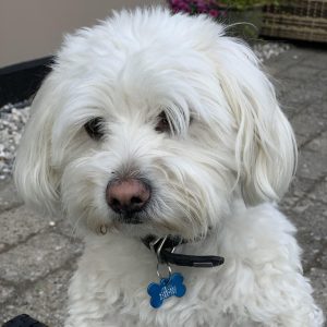 Familiehund, små hunderacer, formiddagshold     Starter torsdag d. 1/5 kl. 11.00