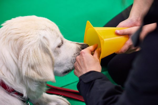 Familiehunden      Start tirsdag d. 13. maj kl. 18.05