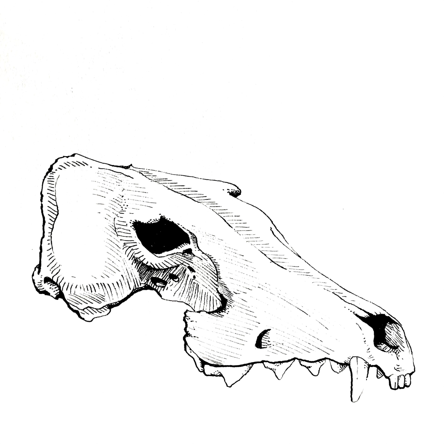 skull02