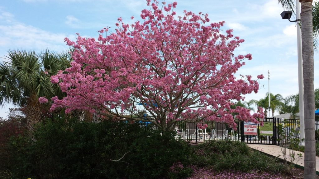 Cherry tree blossom at Bahama Bay Resort Orlando Florida Disney Florida Condo Rental