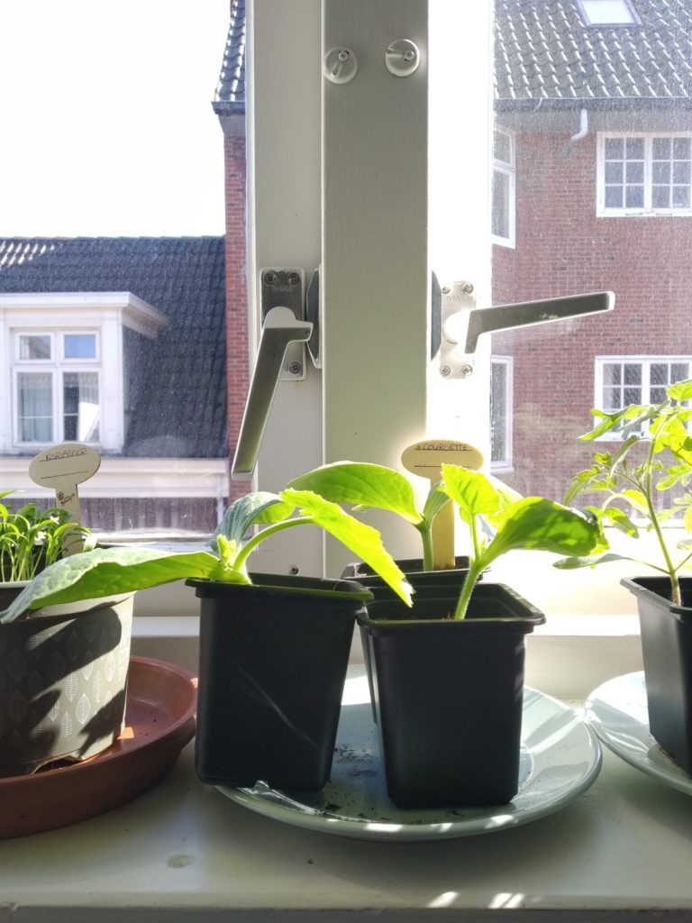 zaaien, kweken, stappenplan, plantjes, groente, kruiden, zon, moestuin, plantenliefde