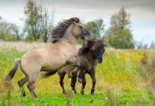 Syv vilde heste skal forbedre naturen i Bjergskov