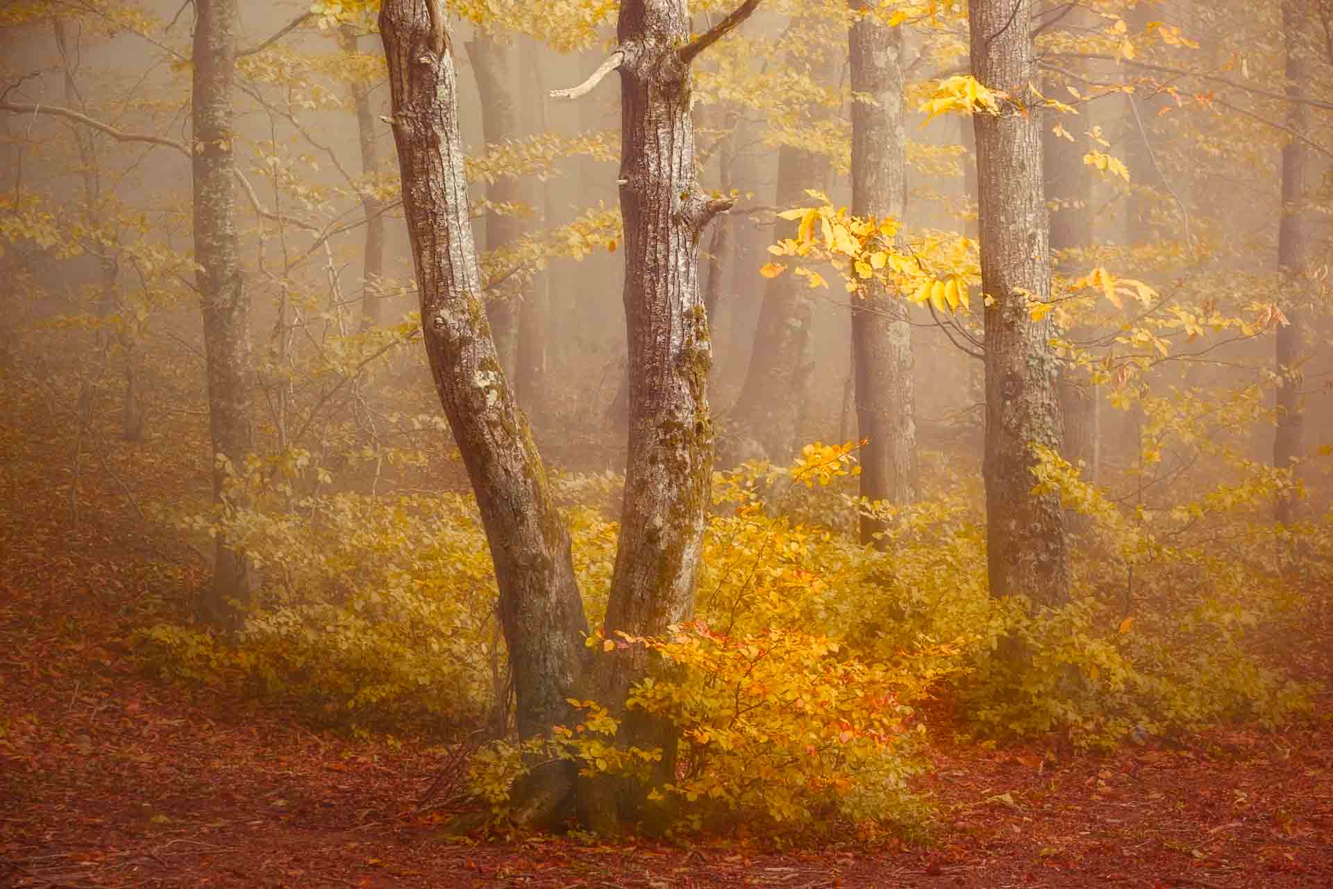 DIVCreativo – 18 @ DIVcreativo – David de la Iglesia – Fotografía de paisaje Montseny en otoño con niebla