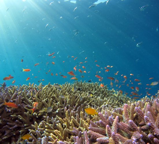 Scuba Diving Similan Islands
