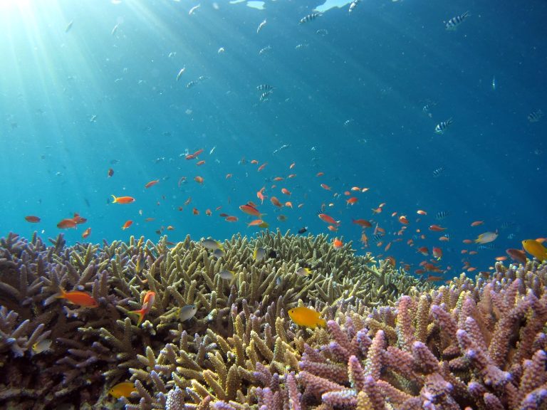 Scuba Diving Similan Islands