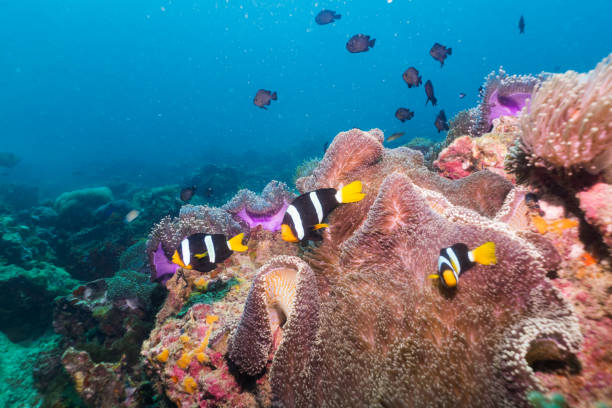 Diving Anemone Reef & Shark Point Phuket