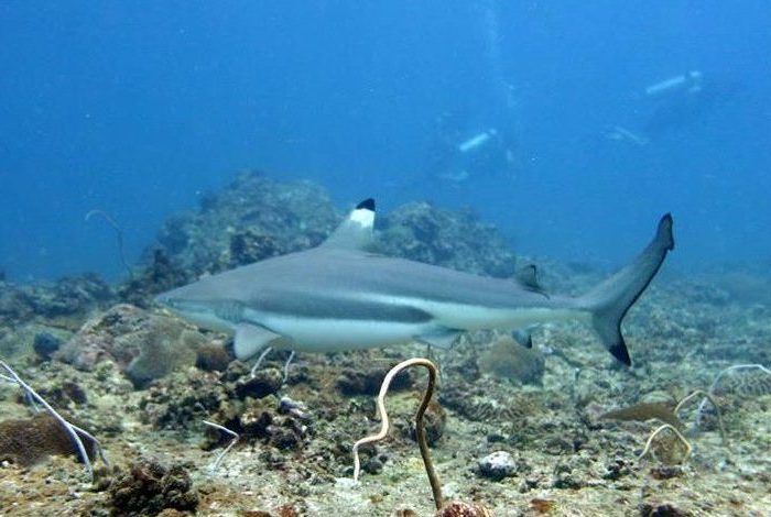 Diving Phuket King Cruiser Wreck Shark Point Koh Dok Mai