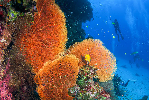 Diving at Elephant Head Rock Similan Islands Thailand