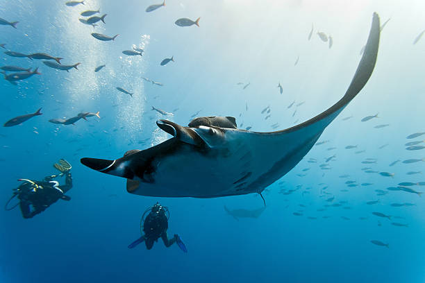 Diving at Koh Bon Similan Islands Andaman Sea Thailand