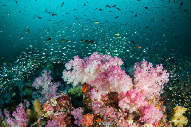 Diving at Richelieu Rock Surin Islands Thailand