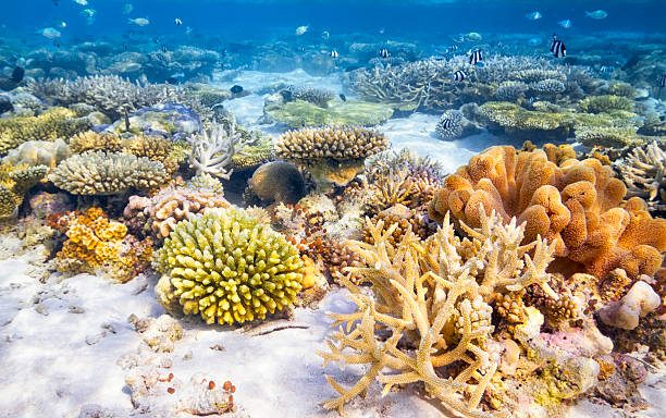 Refresh Course Diving without pool Phuket Thailand