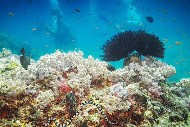 Diving Phuket Maya Bay Bin Hida Anemone Reef