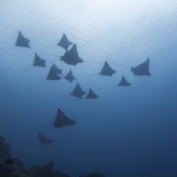 Eagle rays in Mauritius are often seen in our waters