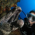 Bilder Mauritius Unterwasser SeaUrchin UW Pics Mauritius SeaUrchin Diving Center Gallery