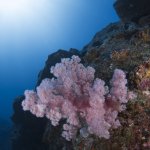 Korallen Unterwasser Mauritius