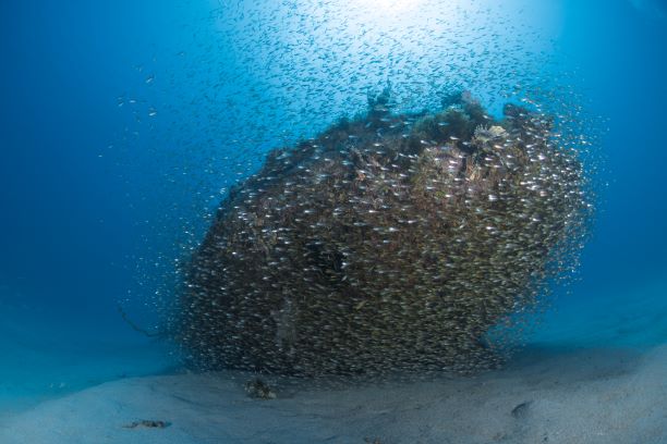 Künstliche Riffe - Wrack Tauchen rund um die Insel Mauritus