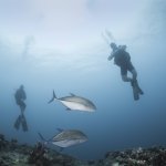 DivePro Training