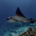 Rays in Mauritius, Adlerrochen Egle Ray SeaUrchin Diving Center