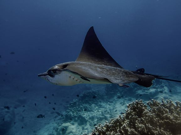 Rays in Mauritius, Adlerrochen Egle Ray SeaUrchin Diving Center