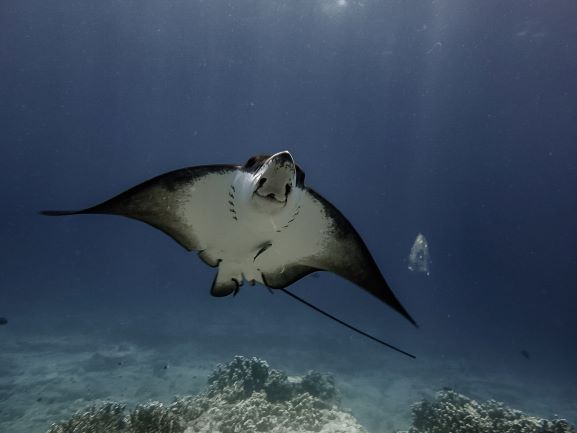 Rays in Mauritius