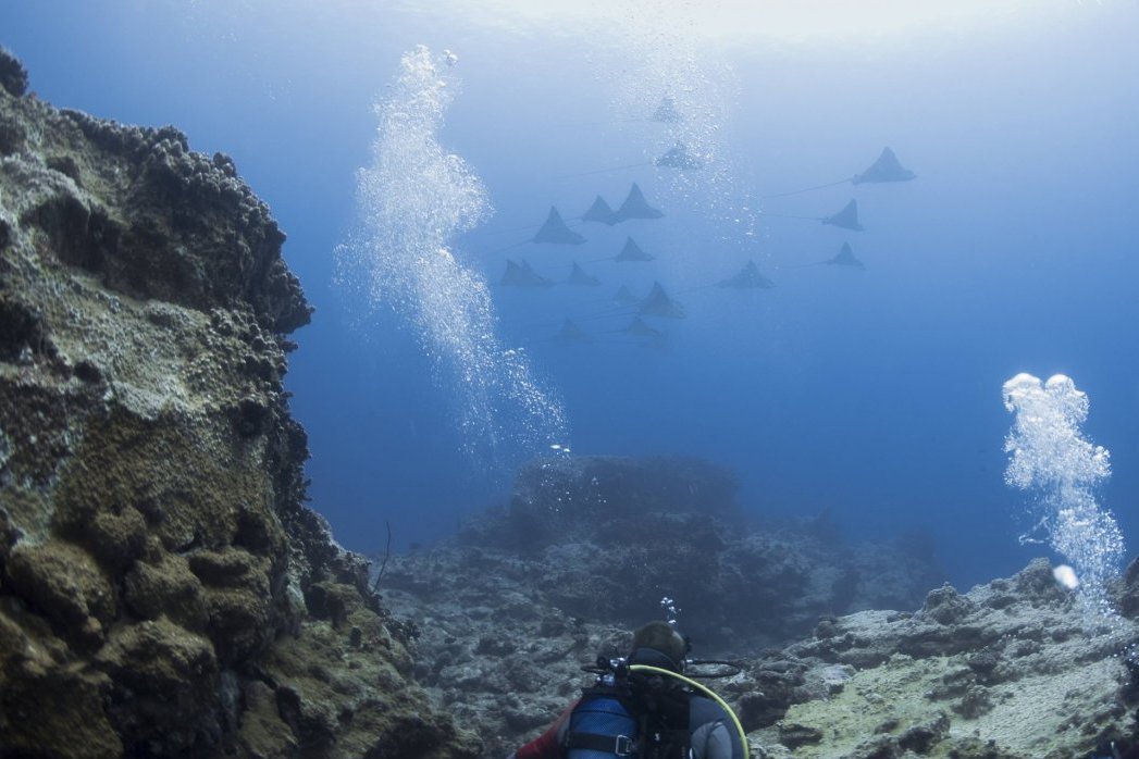 Tauchplätze auf Mauritius Tauchgebiete Dive In Mauritius