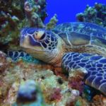 must-watch ocean documentations