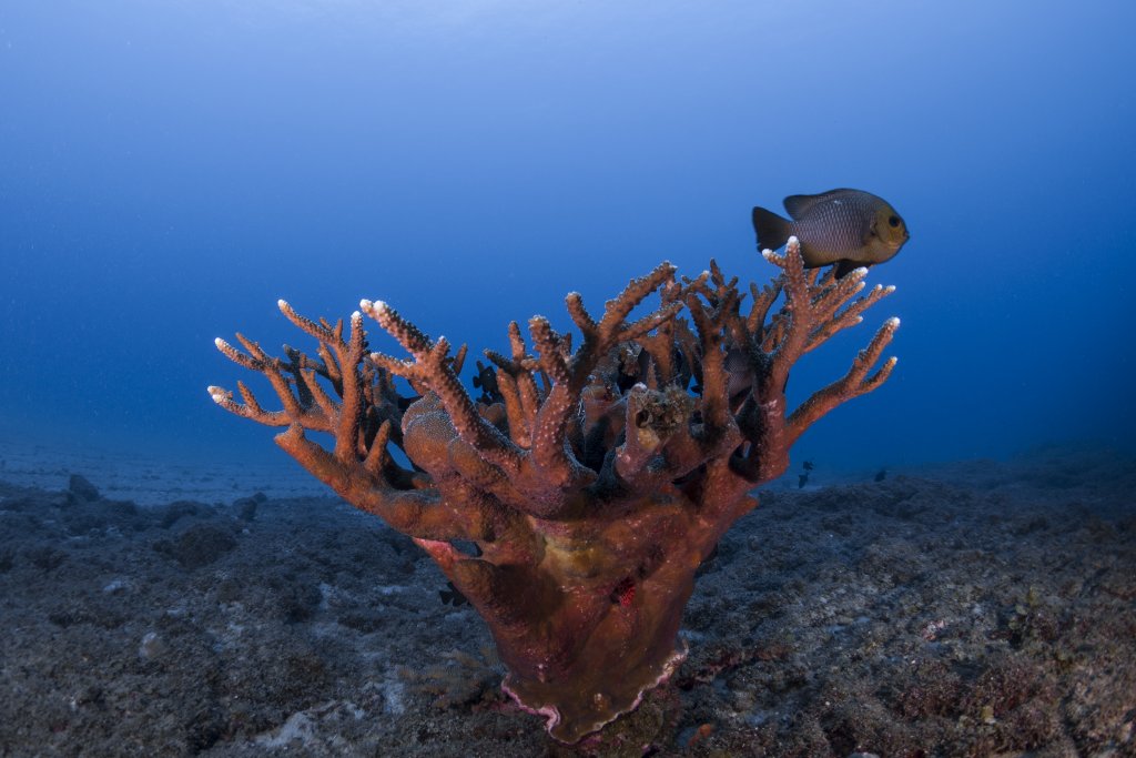 Corals in Mauritius