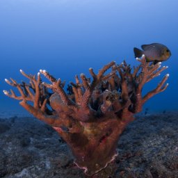 Corals in Mauritius