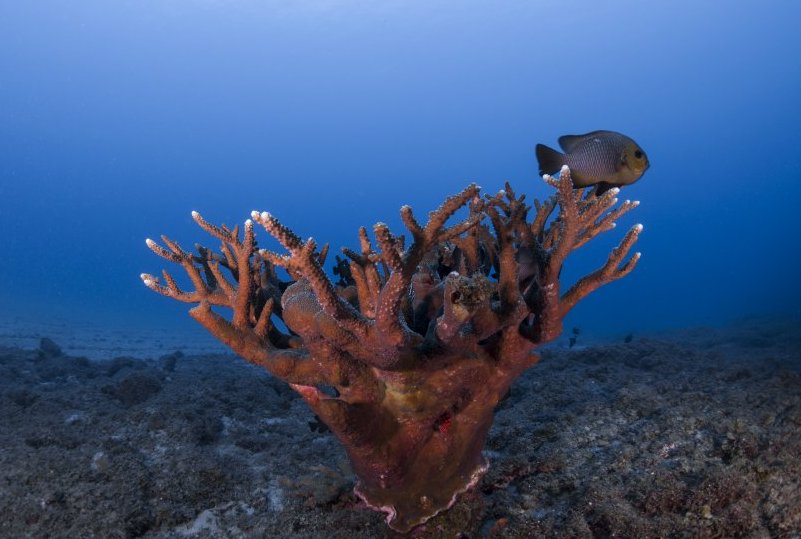 Corals in Mauritius