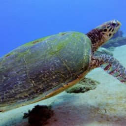 sea turtle mauritus, meeresschildkröte, indischer ozean,