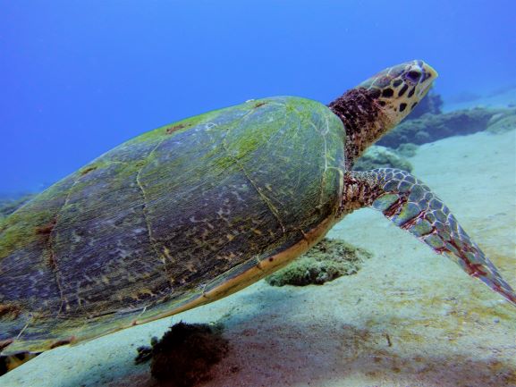 sea turtle mauritus, meeresschildkröte, indischer ozean,