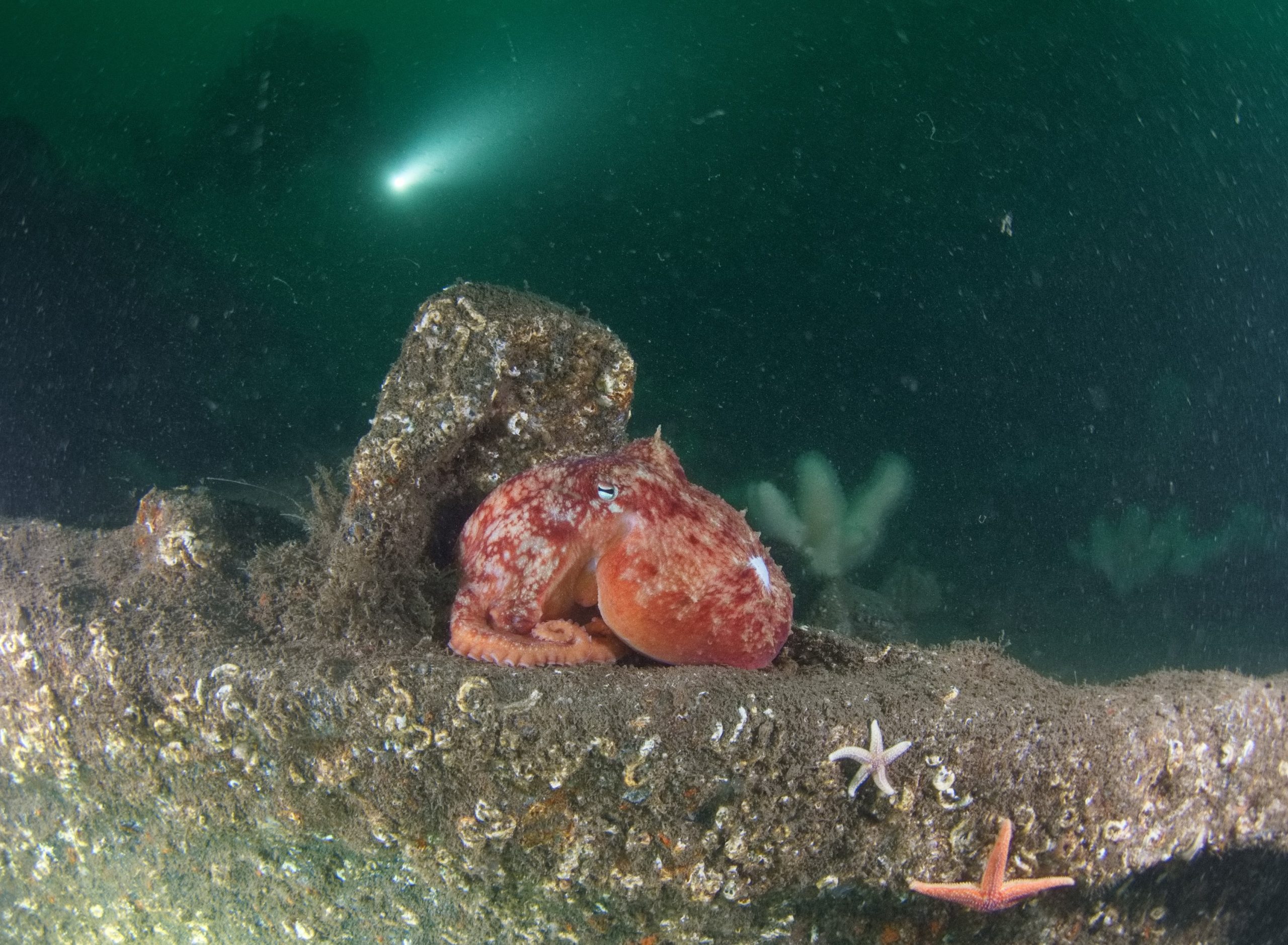 Octopus on the Cider Wreck