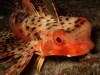 ga-flying-gurnard_0